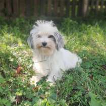 Цветная болонка, в г.Heldburg