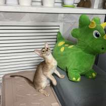 Абиссинский котенок, в Хабаровске