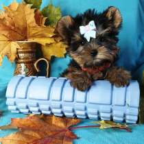 Йорка стандартная девочка, в Москве