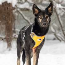 Метис овчарки в поиске дома, в Москве