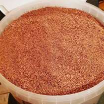 Скорлупа грецкого ореха для чистки впускного тракта, в Ростове-на-Дону