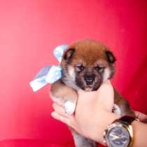 Малыши Сиба ину, в г.Белая Церковь