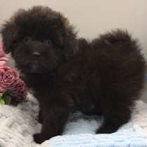 Мальтипу, в г.Штраусберг