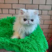 Персидский ребенок в заботливую семью, в Вологде