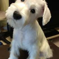 Стрижка собак и кошек в Зеленограде и МО, в Зеленограде