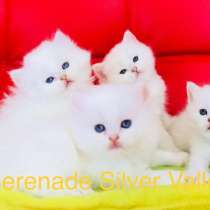 Голубоглазые котята Bri ns 11 33, в Самаре