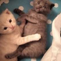 Продам котят, в г.Алчевск