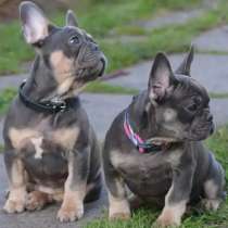 Французский бульдог. Blue tan, в г.Allenbach