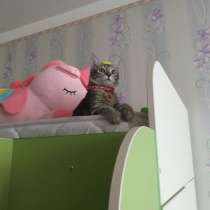 ОТДАМ КОТЕНКА В ДОБРЫЕ РУКИ!! СРОЧНО!!, в г.Ташкент
