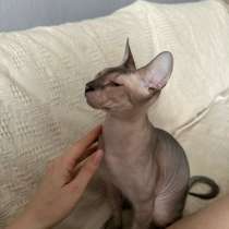 Отдам в добрые руки Котика сфинкс, в Уфе
