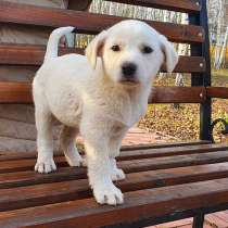 Чудесные, ласковые, умненькие щенки мальчики и девочки в дар, в Москве