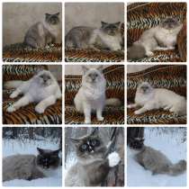 Котики-Рэгдоллы (тряпичная кукла), в Первоуральске