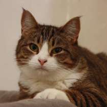 Милая кошечка Санта в добрые руки!, в Санкт-Петербурге