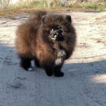 Померанский шпиц, в г.Гамбург