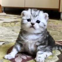 ШОТЛАНДСКИЕ КОТЯТА, в Симферополе