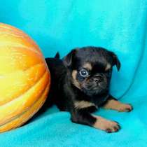 Пти-брабансон ч/п мальчик, в Москве