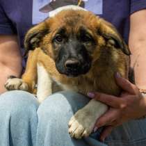 Замечательные щенки – Куколка и Бутуз в самые добрые руки!, в Санкт-Петербурге