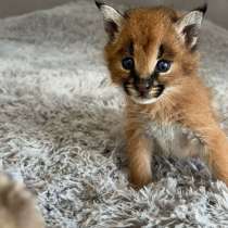 Каракал мальчик, в Санкт-Петербурге
