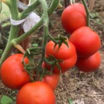 Рассада томатов и перцев, огурцов, в Москве