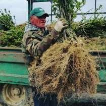 Продаем саженцы малины, в г.Минск