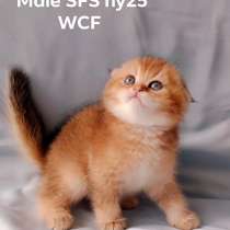 SFS, в г.Турин