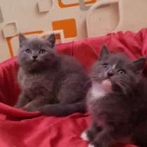 Милашные кошечки 1.5 месяца, в Новосибирске