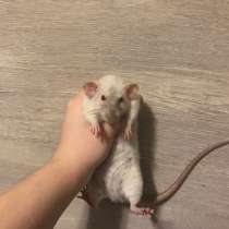 Крыса девочка, в Химках
