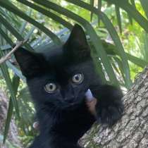 Котята, в Сочи
