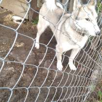 Отдам лайку в хорошие руки, в г.Молодечно