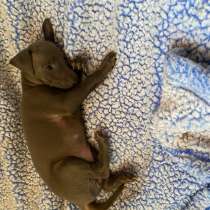 Italian greyhounds blue girl 1 months $4500 AKC Registration, в г.Фресно