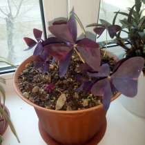 Кислица Оксалис (Женское счастье), в Комсомольске-на-Амуре