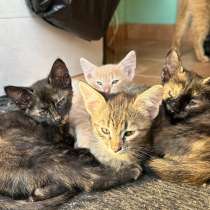 Отдам котят в добрые руки!, в Самаре