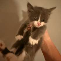 Котята в добрые руки, в Астрахани