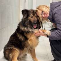 Ищет дом фантастически красивый пёс, в Санкт-Петербурге