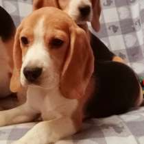 Бигль, в г.Берлин