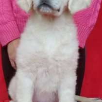 Щенки золотистого ретривера!Голден ретривер!, в г.Калиновка