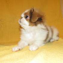 Щенок японского хина бело-рыжего окраса, в Санкт-Петербурге