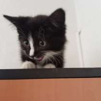 Котята в добрые руки, в Рыбинске