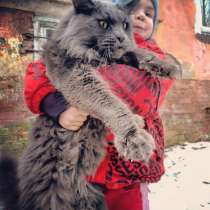 Котята мейн кун, в Калининграде