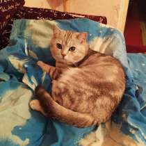 Серый кот британец, в г.Солигорск