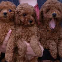 Пудель, в г.Плайнфельд