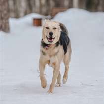 Чудесный пёс Дэнвер в добрые руки, в Москве