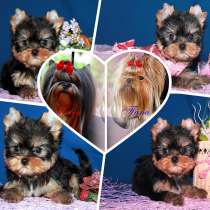 Щенки Йоркширского терьера. Стандартная девочка, в Москве