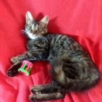 Роскошный котенок эльфийской внешности, в Санкт-Петербурге