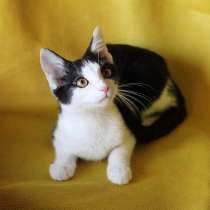 Котенок с золотыми глазками и розовым носиком, в Санкт-Петербурге