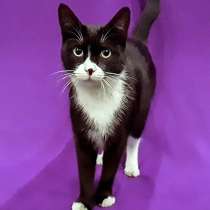 Великолепный Фрэнки, молодой очень красивый котик в дар, в Москве