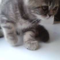 Шотландские Полосатики, в Самаре