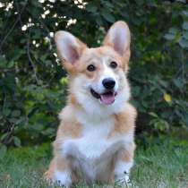 Подрощеный кобель Вельш Корги Пемброк, в г.Лондон