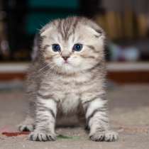 Продаю шотландского котёнка, в Оренбурге
