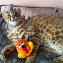 Бенгал Северный подвид эксклюзив Азиатская кошка, в Москве